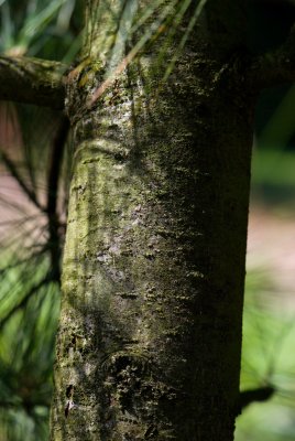 Pinus wallichiana - borovice himalájská - kůra